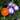 orange and blue primrose flowers