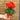 Winter Cyclamen (12cm)