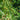 english yew taxus baccata