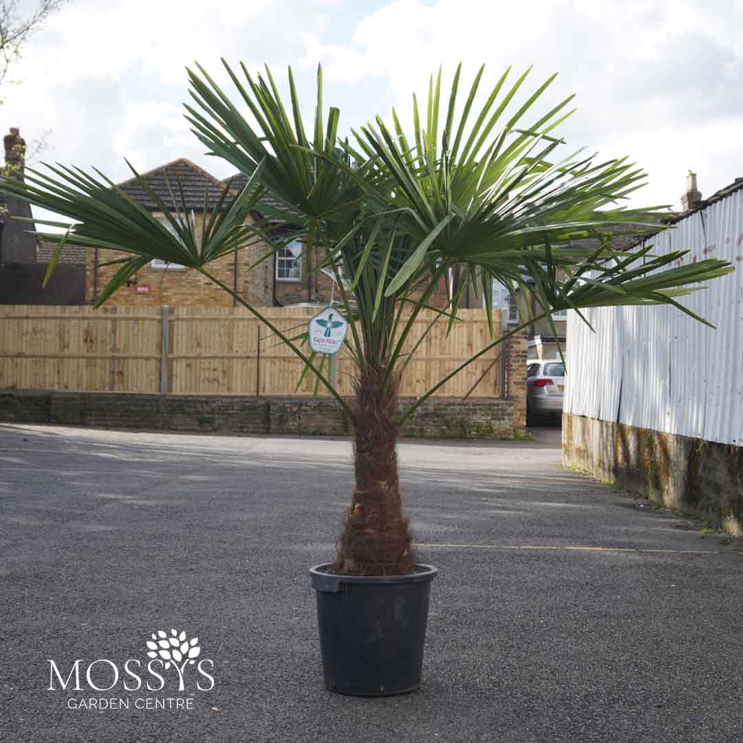 eagle palm plant Eagle Palms 'Trachycarpus Fortunei' (140cm) – Mossys Garden Centre