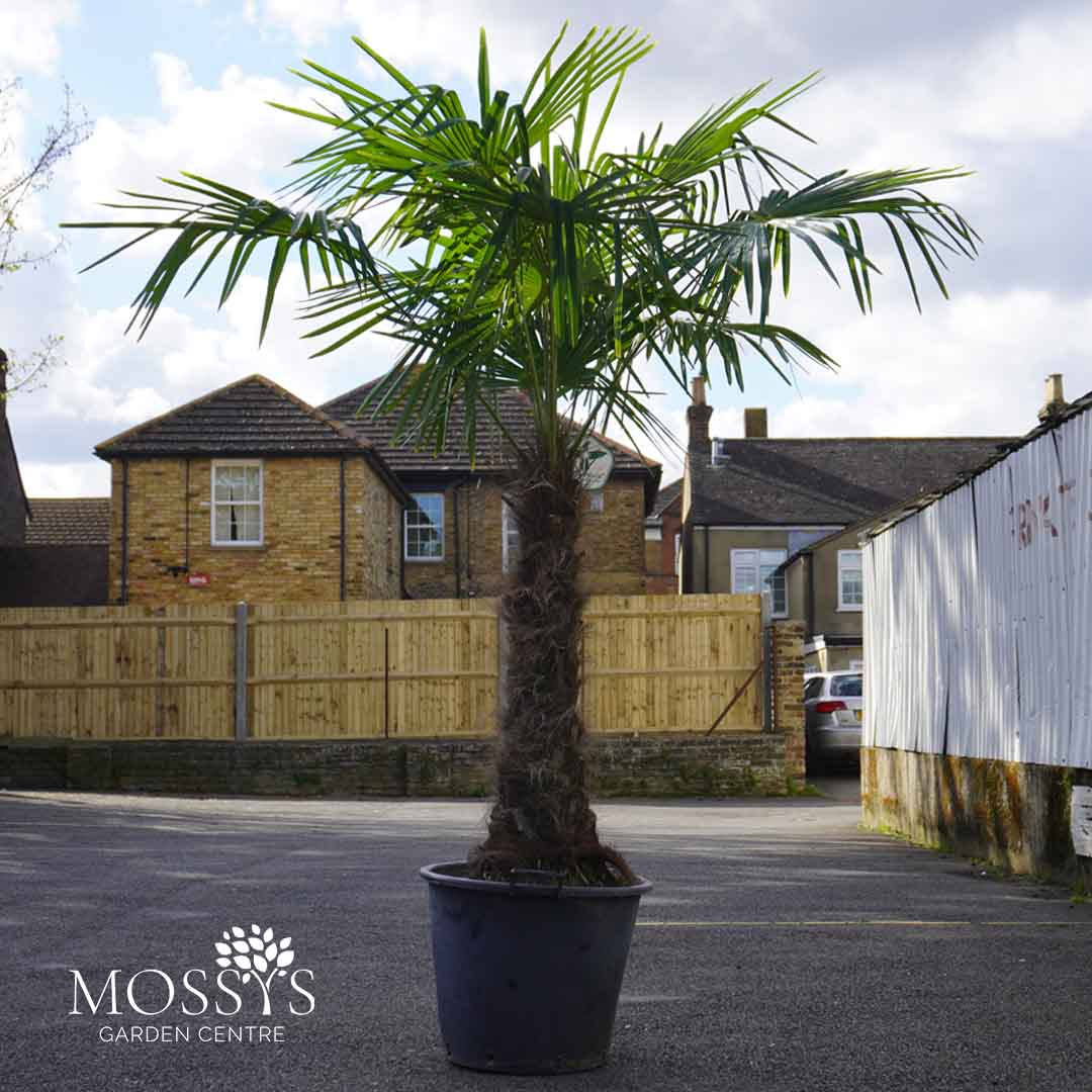 eagle palm plant Eagle Palms 'Trachycarpus Fortunei' (190cm) – Mossys Garden Centre