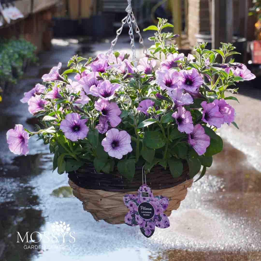 hanging plant display Wicker Petunia Hanging Basket 'Lavender Blush' (30cm) – Mossys Garden Centre