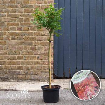 wilsons pink dwarf acer 5l japanese maple