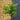wilsons pink dwarf acer 5l japanese maple head