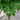wilsons pink dwarf acer 5l japanese maple foliage