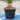 yucca rostrata pot
