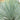 Yucca rostrata pine needles