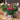 Dianthus 'Pinks' (20cm)