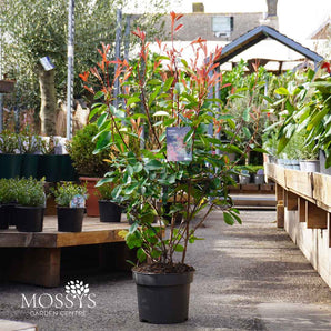 Photinia 'Red Robin' 7.5L (110cm/3-4ft)