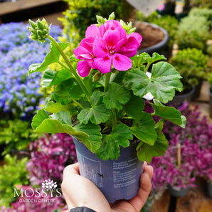 Geraniums (20cm)