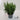 Rosemary Officianalis 25cm