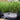 Rosemary Officianalis 25cm in a tray