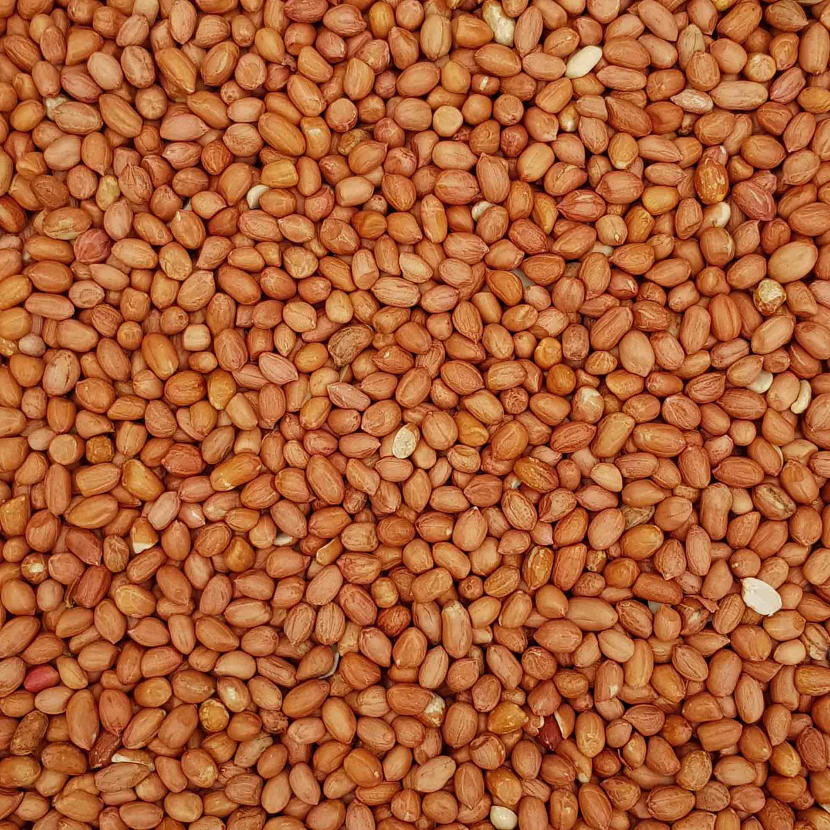 Tasty Tweets Standard Wild Bird Peanuts Mossys Garden Centre