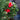 hand made natural fresh holly wreath