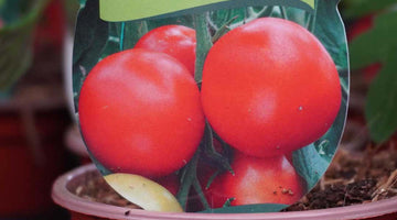 Grow Your Own Tomatoes In 5 Easy Steps