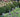 Elevate Your Garden Border: Top Shrubs to plant in UK garden borders