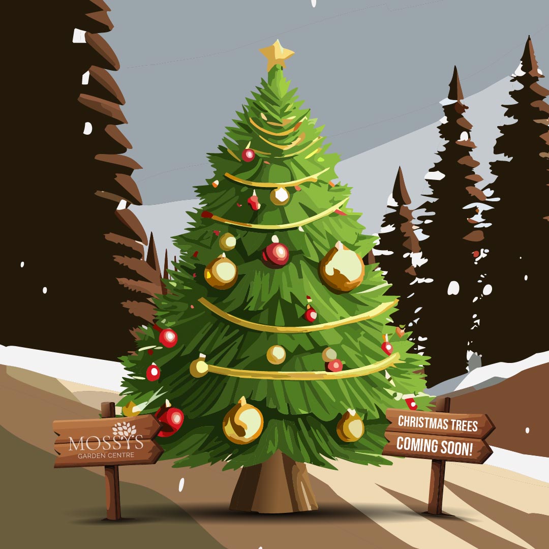 Real Cut Christmas Trees Coming Soon... – Mossys Garden Centre