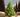 Real Cut Christmas Trees Coming Soon...