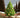 Real Cut Christmas Trees Coming Soon...