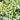 Low growing hedging euonymus extravaganza 