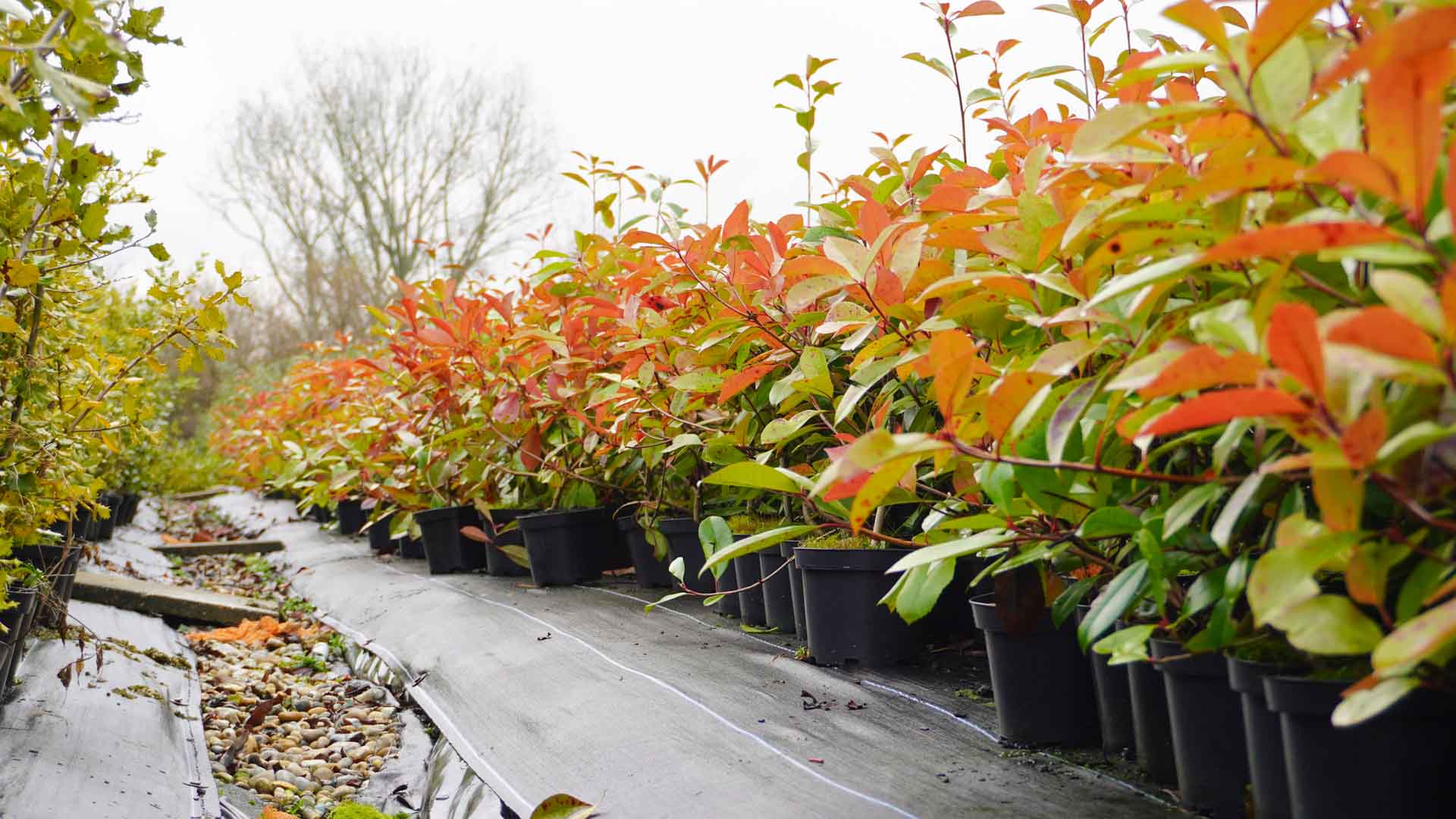 Fast Growing Hedging – Mossys Garden Centre