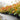 photinia red robin at a nursery