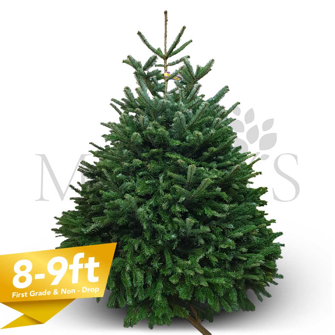 8-9ft (243-274cm) Tree – Mossys Garden Centre