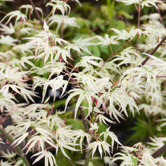 Japanese Maple (Acer Trees)