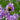 Bee Friendly