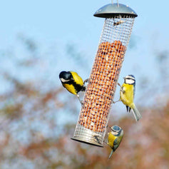 Bird Feed