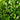 Evergreen Hedging