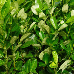 Evergreen Hedging