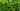 Evergreen Hedging