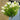 Specimen Trees