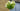Specimen Trees