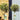 Topairy & Standard Trees
