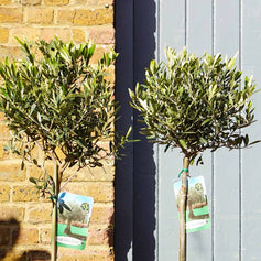 Topairy & Standard Trees