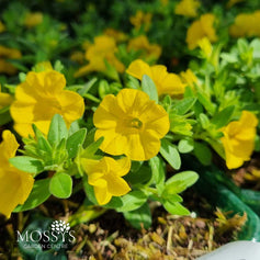 Container & Basket Plants