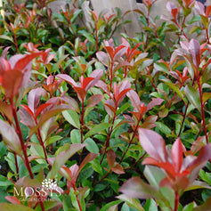 Photinia