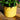 Indoor Pots