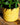 Indoor Pots