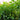 Best Selling Hedging