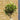 100cm standard olive tree head

