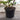 10L (4-5ft) | Cherry Laurel Hedging pot