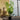 10L (4-5ft) | Cherry Laurel Hedging