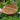 all natural coir coco hanging basket liner 12" 
