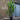 15L (6-7ft) | Pot Grown Cherry Laurel Hedging