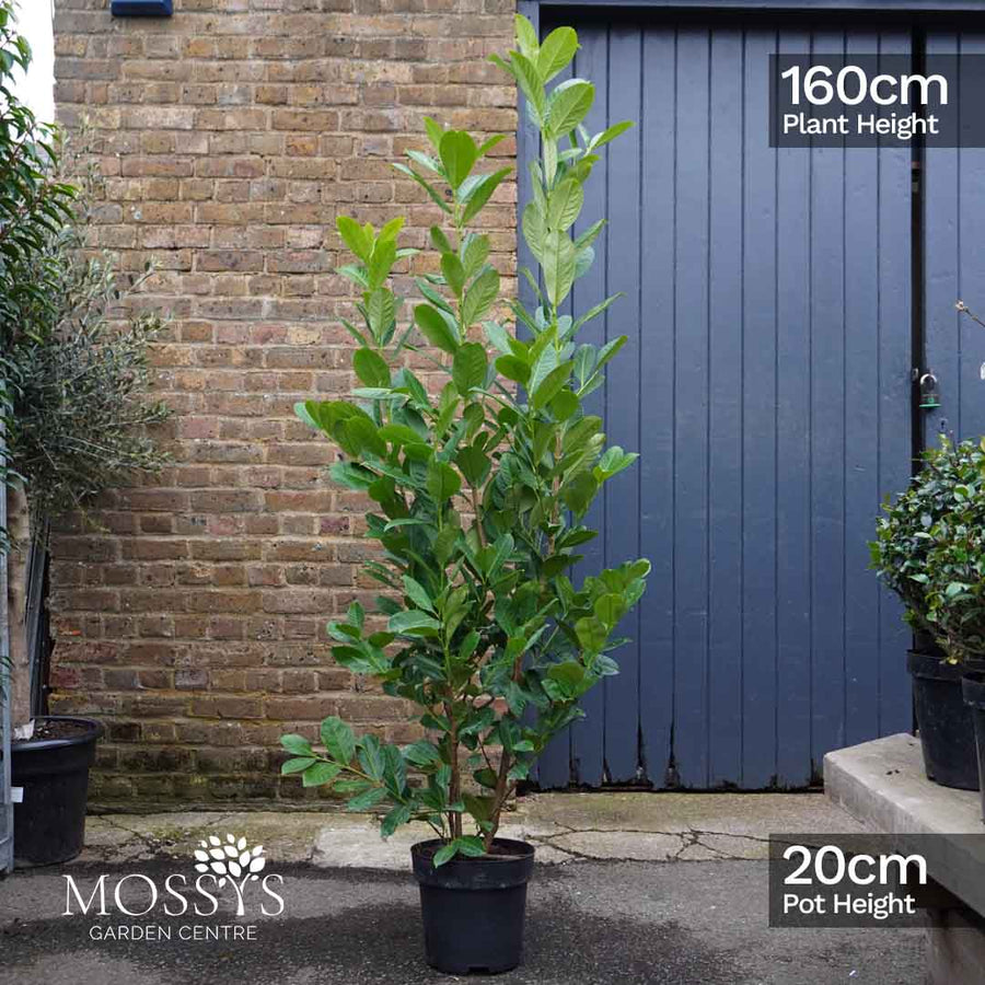 FREE Nationwide Delivery - Cherry Laurel Fast Growing Evergreen Hedging (160cm/5-6ft)