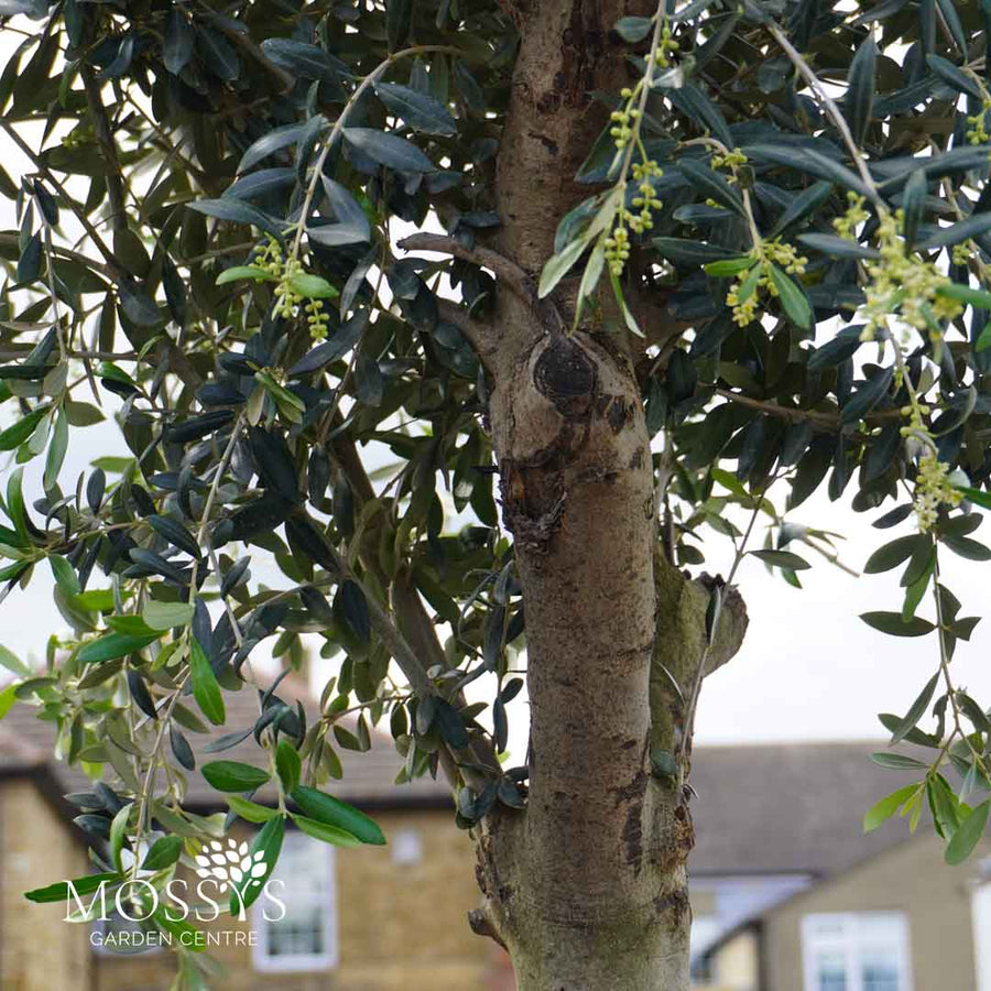 Olive tree Olea Europea 180cm 6ft trunk and branches