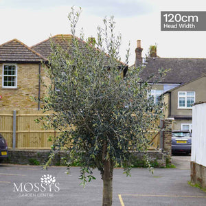 Olive tree Olea Europea 180cm 6ft tree head and branches